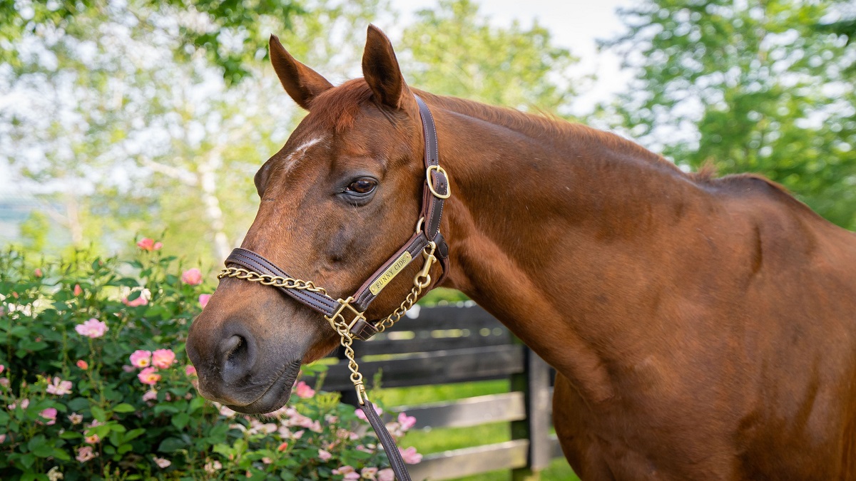 Funny Cide