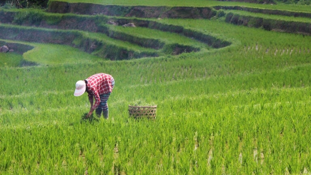 City Crops Agro
