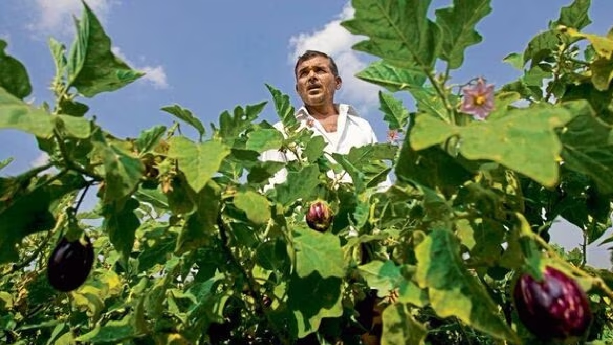 farmers